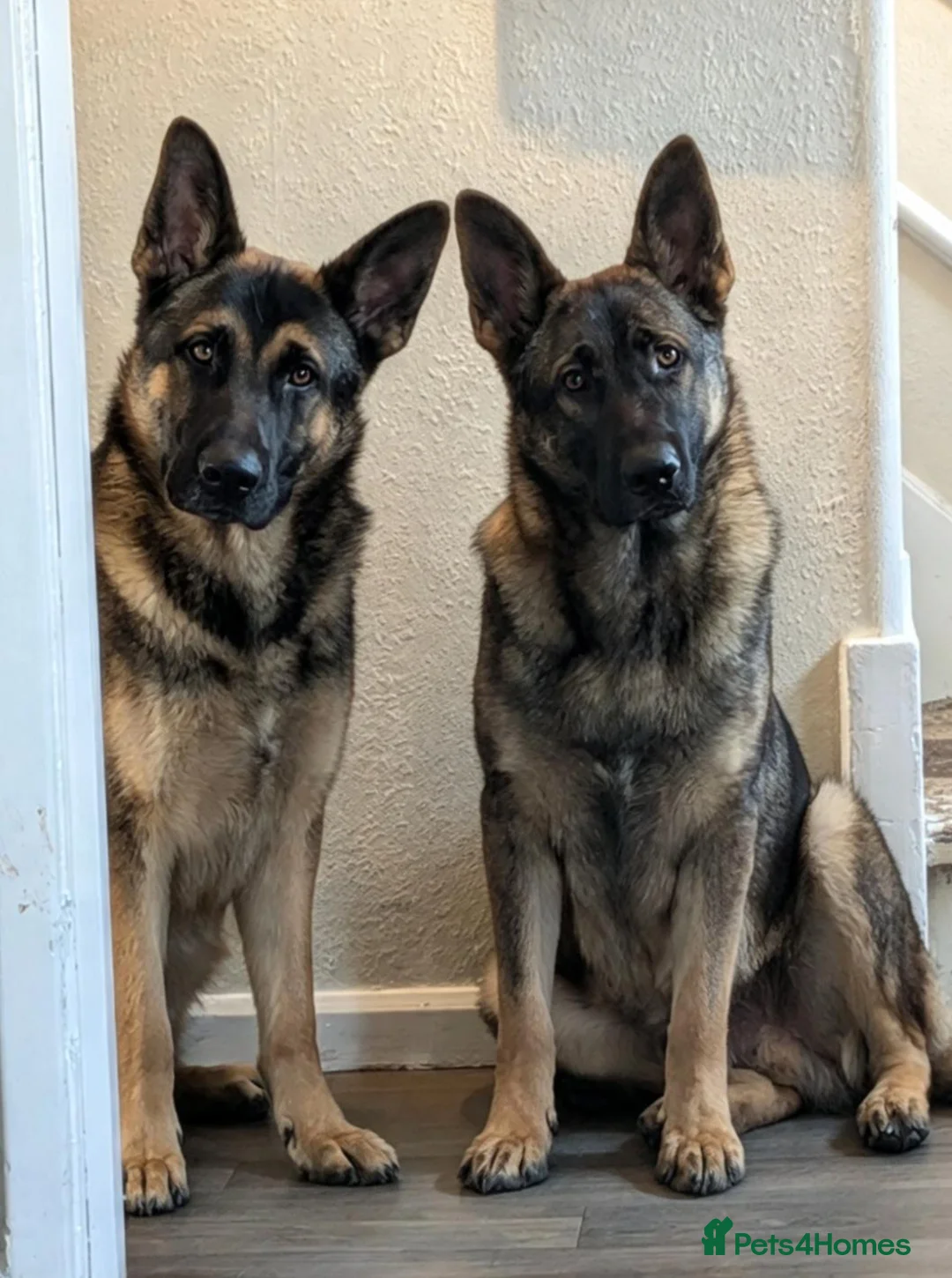 German Shepherd dogs for sale: Two handsome brother  - Advert 1