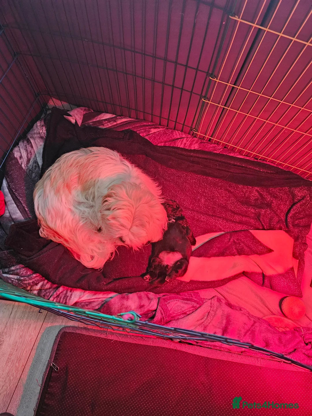Shih Tzu dogs for sale: Adorable Black Shih Tzu Puppy  in Hinckley - Advert 2
