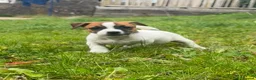 Jack Russell dogs for sale: 5 male Jack Russell puppies ready to go - Advert 20