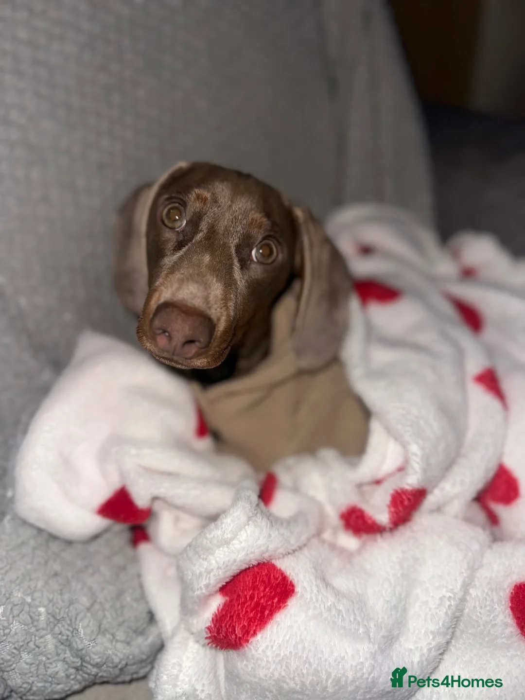 Miniature Dachshund dogs for stud: Derek the miniature dachshund  in Swaffham - Advert 8