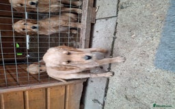 Golden Retriever dogs for sale: Working golden retriever puppies  - Image 9