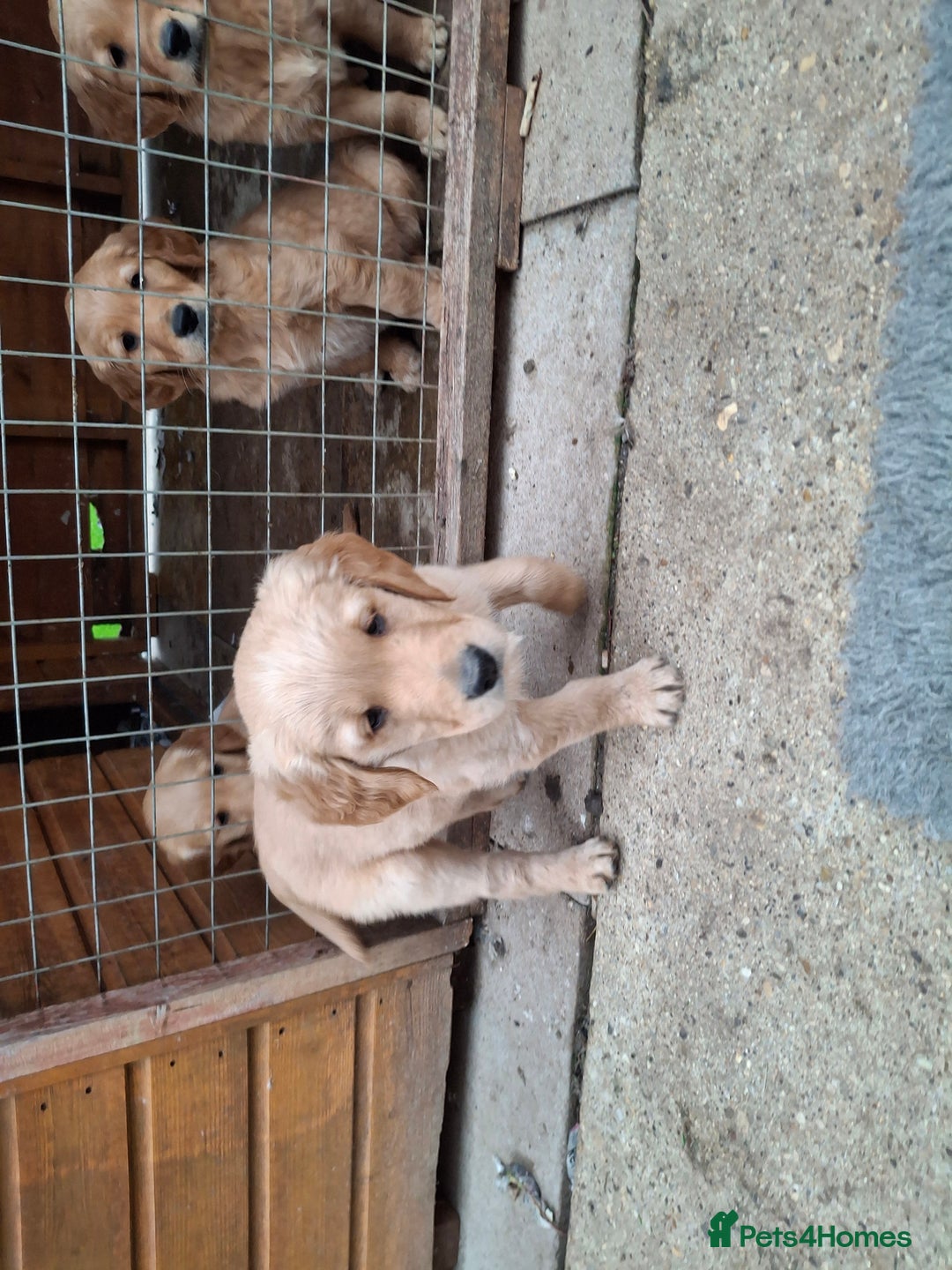 Golden Retriever dogs for sale: Working golden retriever puppies  - Image 9