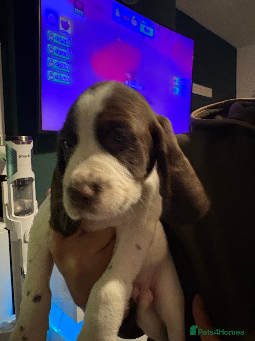 Cockerdor dogs for sale: Cockerdors  - Advert 13