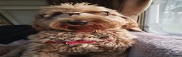 Double Doodle dogs for sale: Stunning Doodles Multigenerational - Licensed - Advert 17