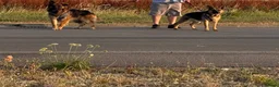 German Shepherd dogs for sale: Germans Shepard 🐶  - Advert 2