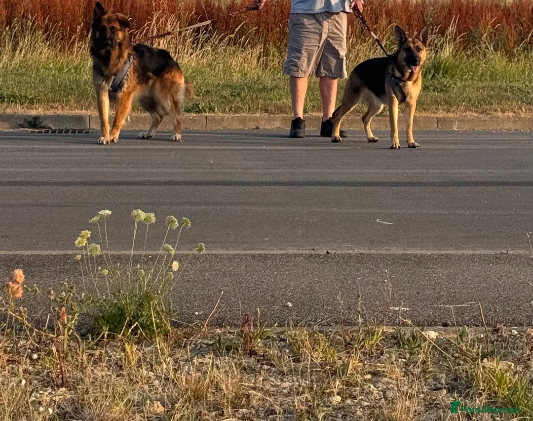 German Shepherd dogs for sale: Germans Shepard 🐶  - Advert 2