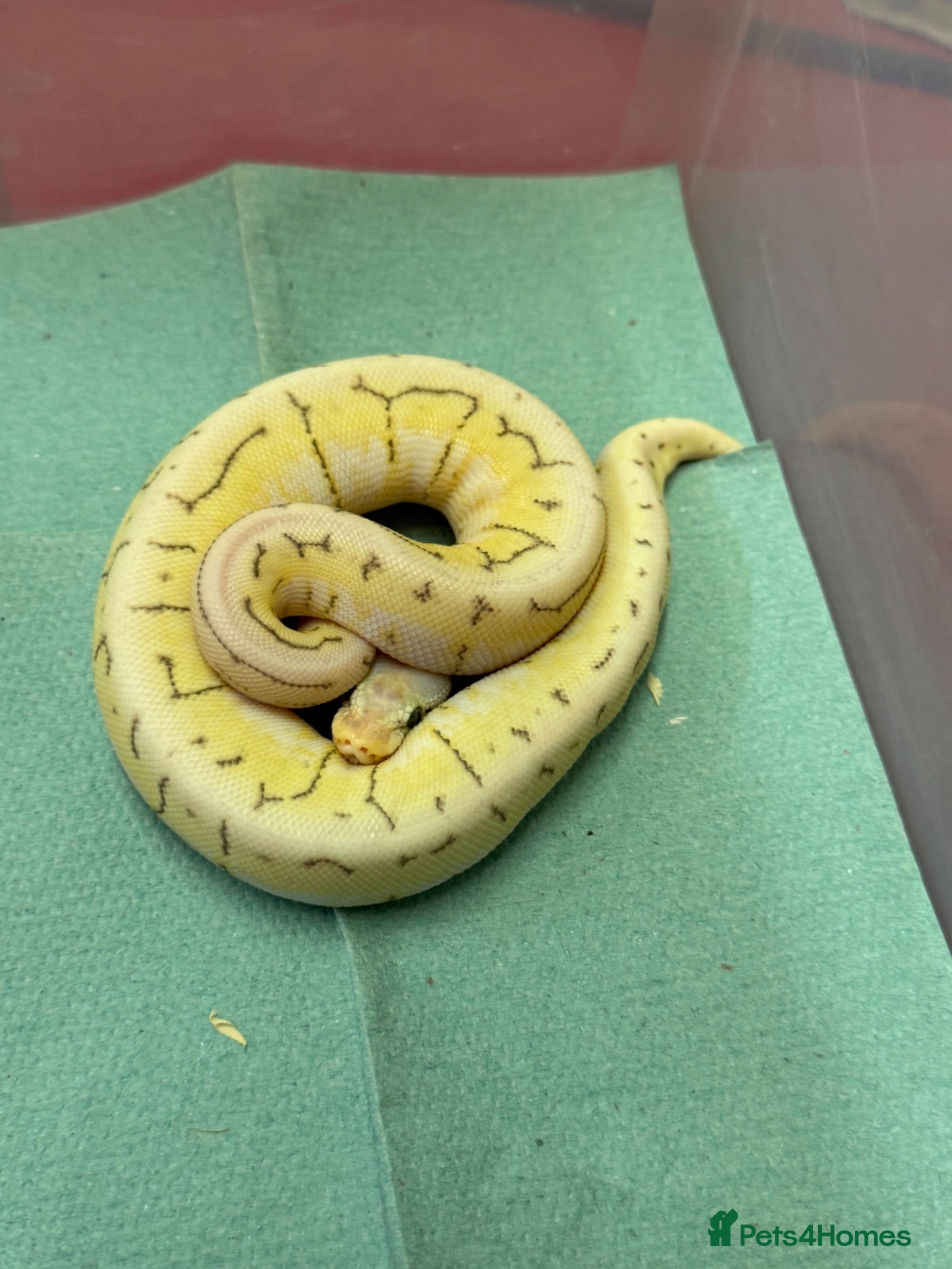 Python Snake reptiles Ball pythons  - Advert 1