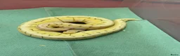 Python Snake reptiles for sale: Ball pythons  in Tredegar - Advert 1
