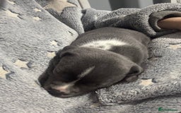 Staffordshire Bull Terrier dogs for sale: ✨ Blue Staffy Pups – Happy, Healthy & Loving!  - Image 9