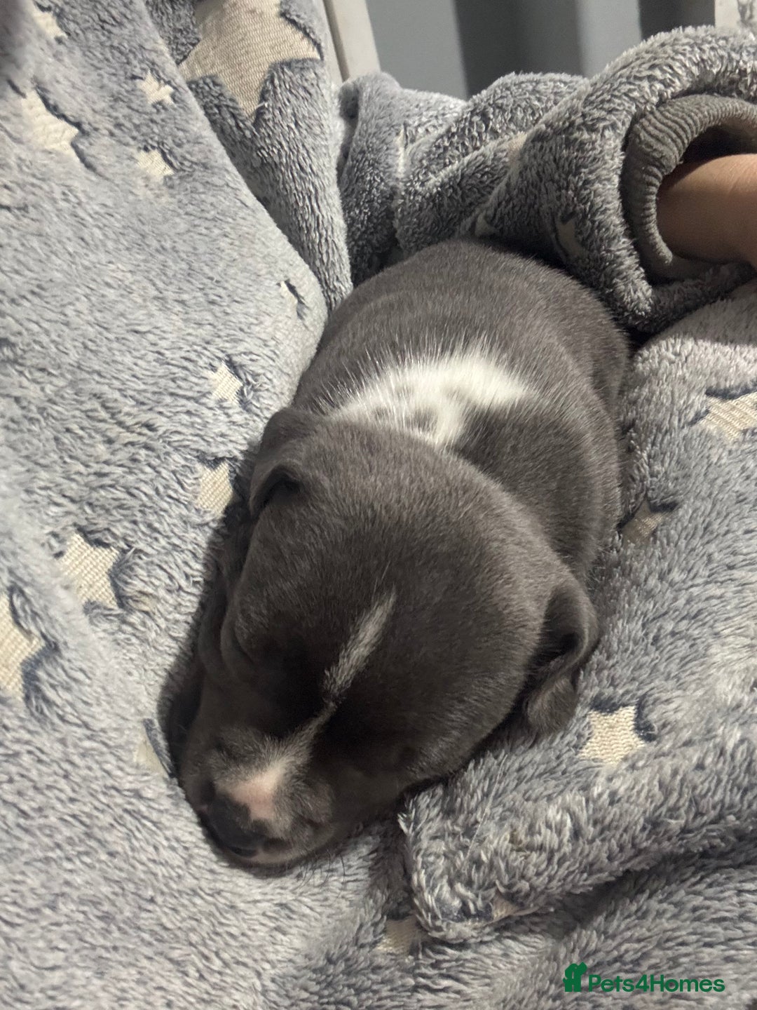 Staffordshire Bull Terrier dogs for sale: ✨ Blue Staffy Pups – Happy, Healthy & Loving!  - Image 9