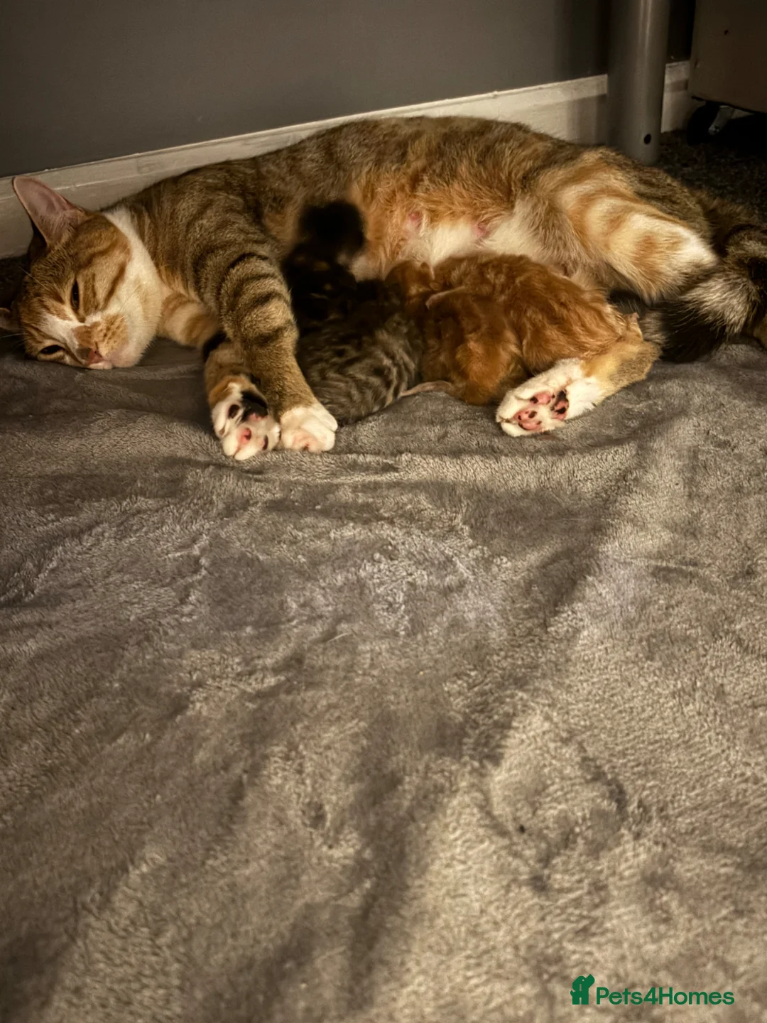 Mixed Breed cats for sale: Kittens - Advert 2