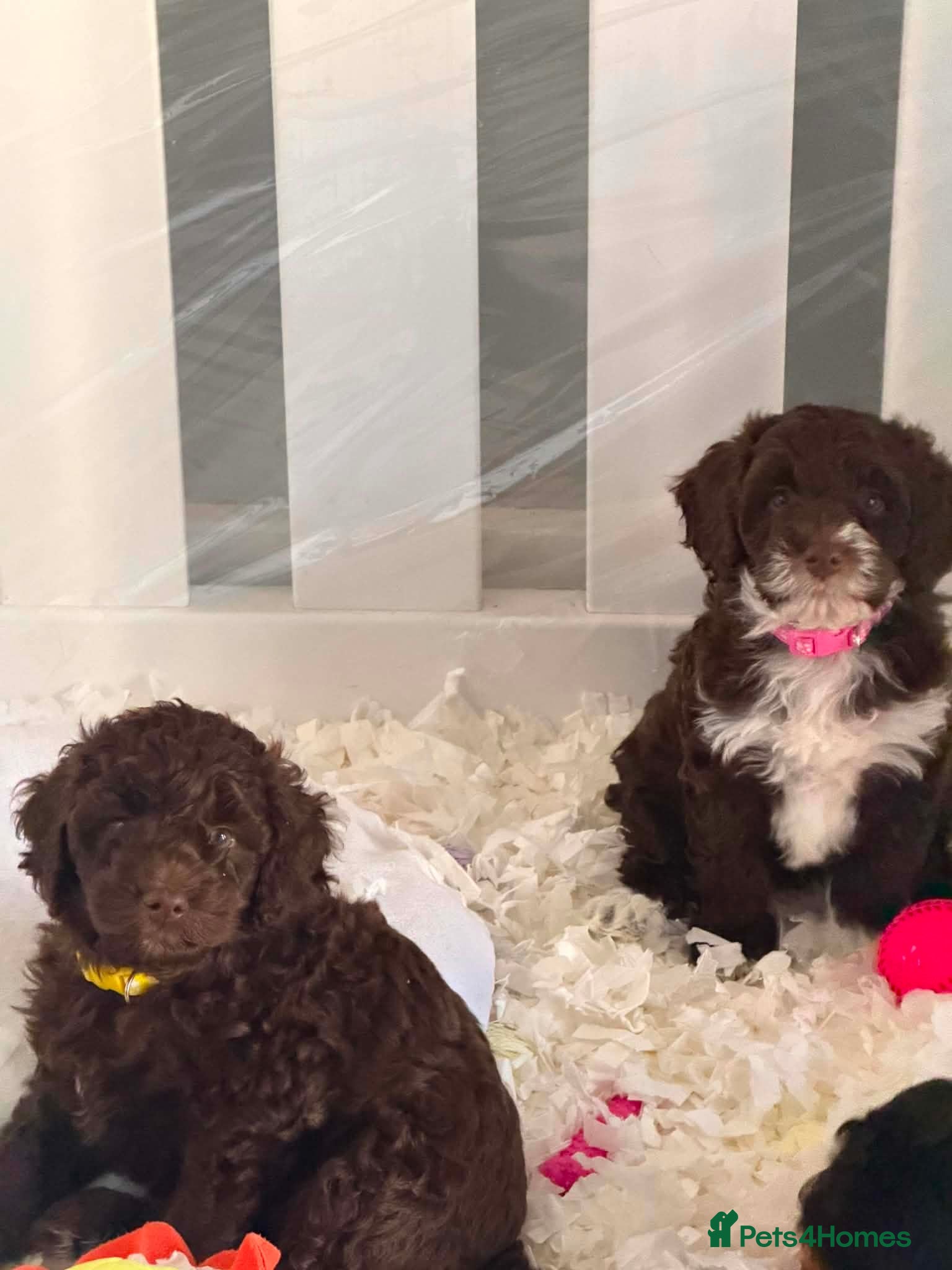 Cockapoo dogs Cockapoo puppies - Advert 2