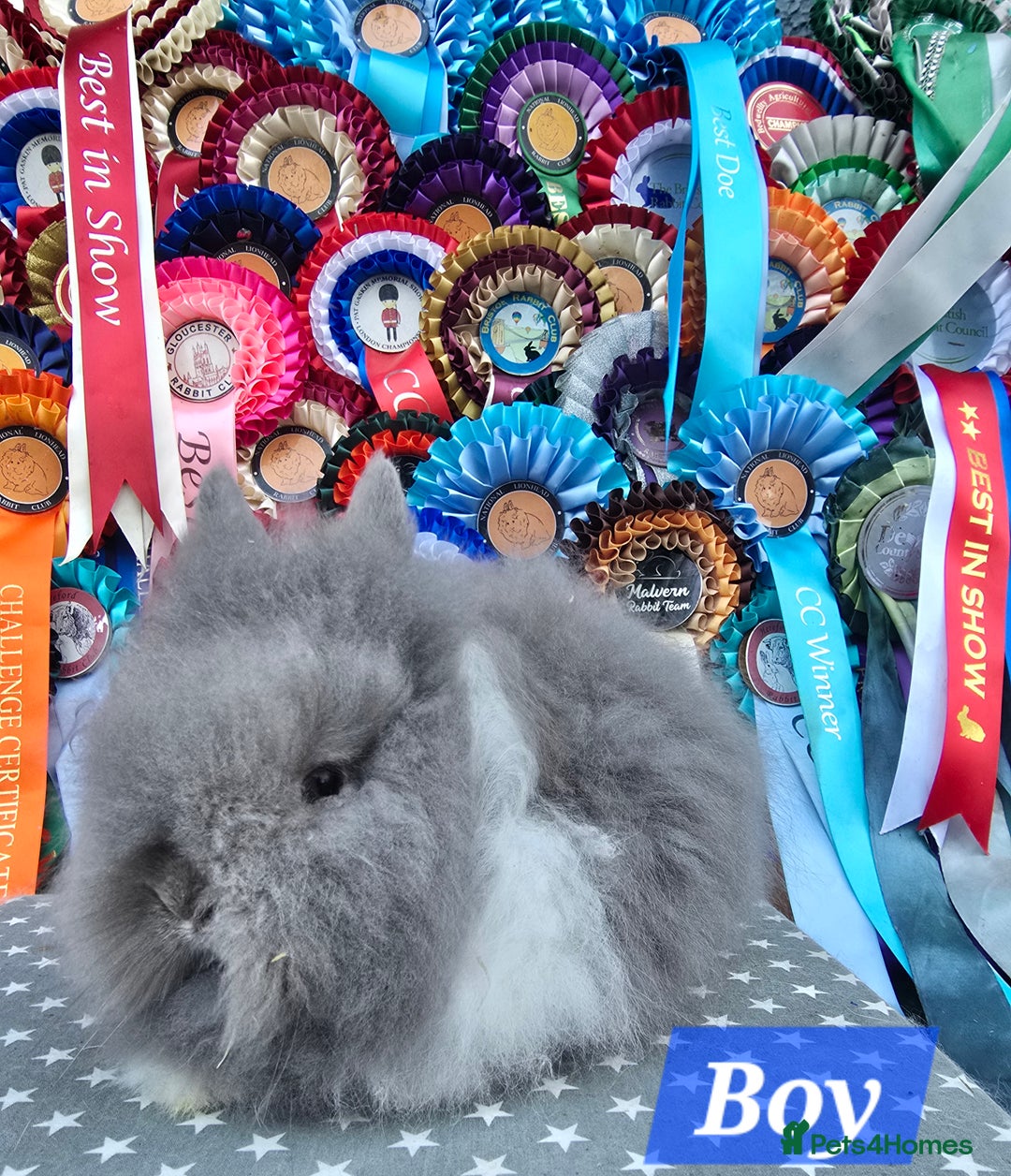 Lionhead rabbits for sale: Gorgeous Purebred Lionheads available  - Advert 2