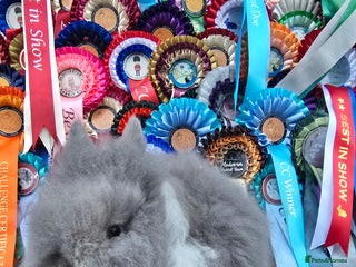 Lionhead rabbits Gorgeous Purebred Lionheads available - Advert 7