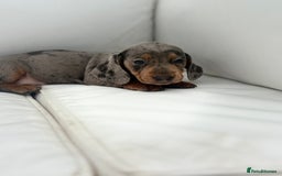 Miniature Dachshund dogs for sale: Beautiful babies - Image 12