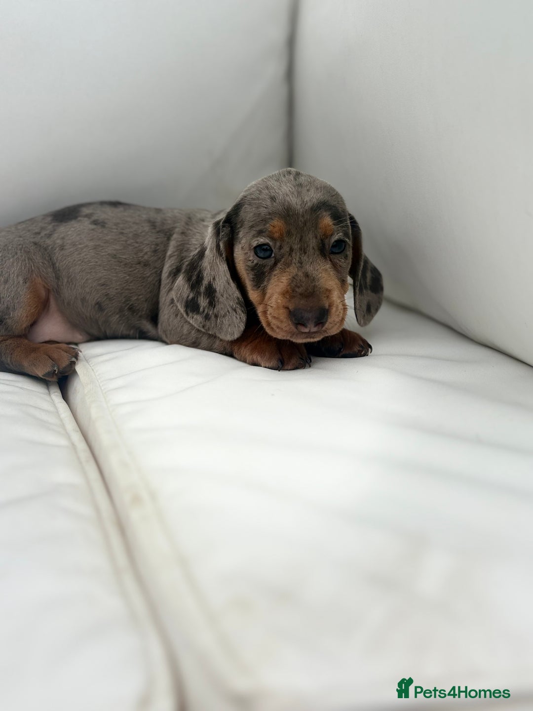 Miniature Dachshund dogs for sale: Beautiful babies - Image 12