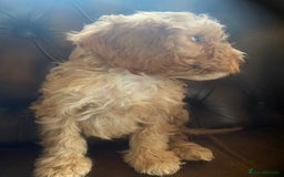 Cockapoo dogs for sale: Cockapoos  - Image 23