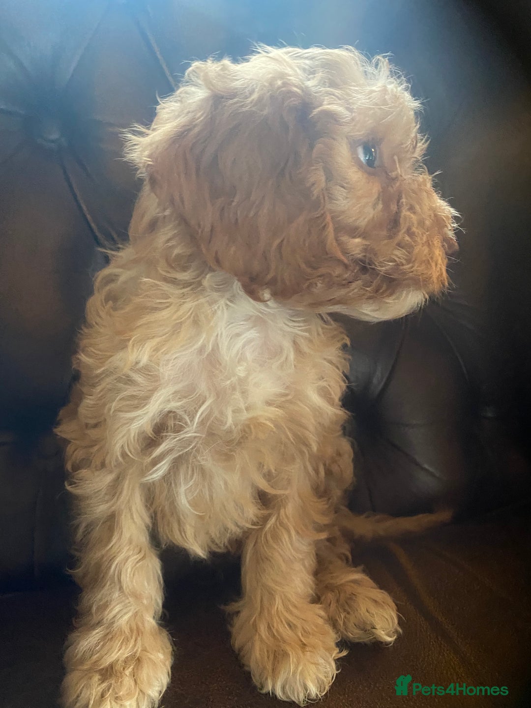 Cockapoo dogs for sale: Cockapoos  - Image 23