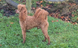 Cockapoo dogs for sale: Cockapoo pups - Image 7