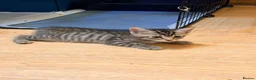 Mixed Breed cats for sale: Beautiful Kittens  - Advert 11