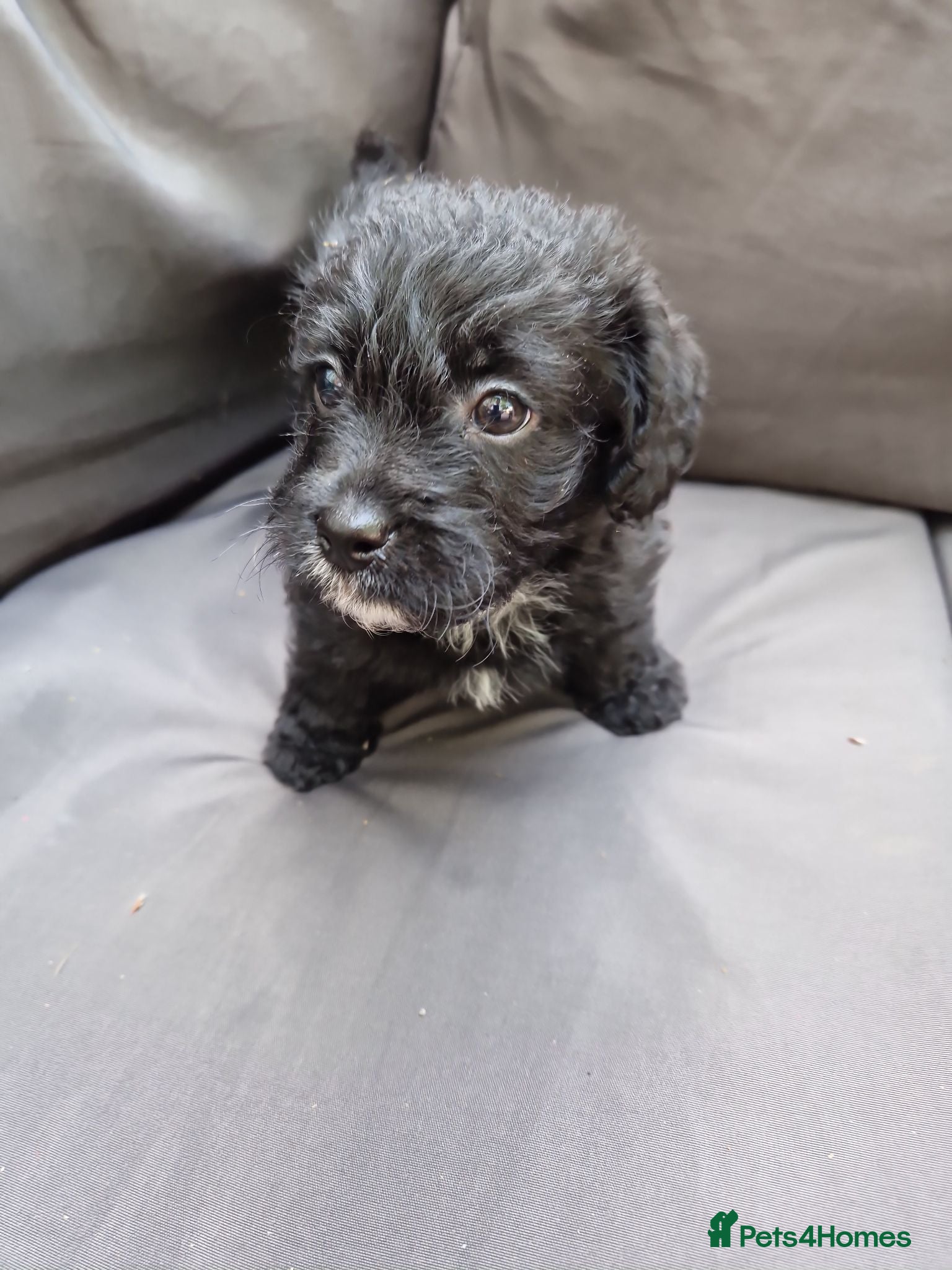 Mixed Breed dogs READY TO LEAVE Last boy Miniature poodle cross  - Advert 2