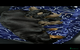 Miniature Dachshund dogs for sale: Miniature Smooth Dachshund Puppies  - Image 16