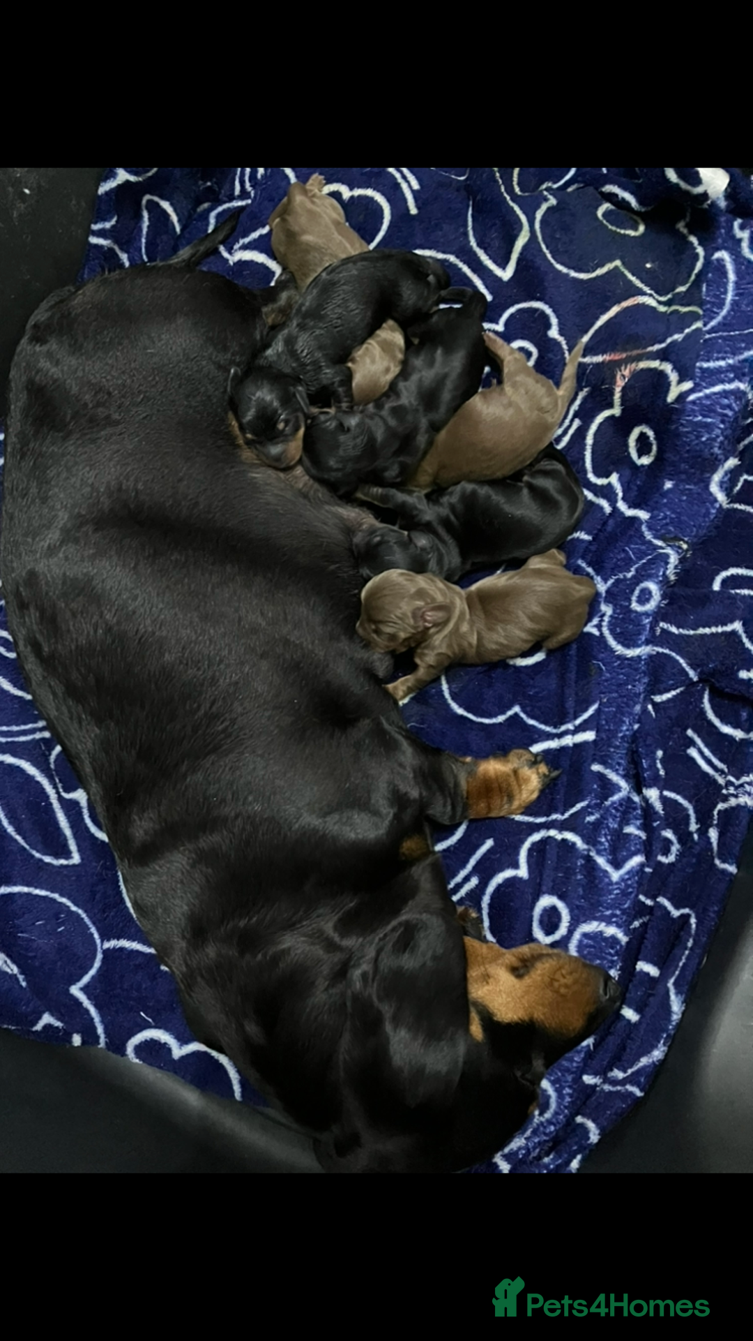 Miniature Dachshund dogs for sale: Miniature Smooth Dachshund Puppies  - Image 16