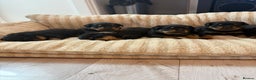 Rottweiler dogs for sale: Rottweiler puppies - ready  **   - Advert 2