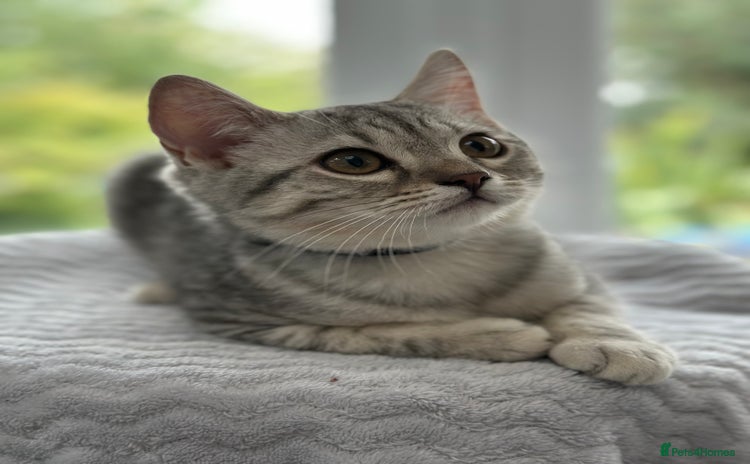 British Shorthair cats - Advert 13