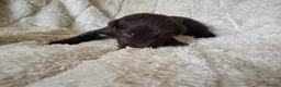 Mixed Breed dogs for sale: Ready to leave £500 ono - Advert 15