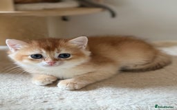 British Shorthair cats for sale: GCCF reg British Shorthair Chocolate Gold Kittens  in London - Image 19