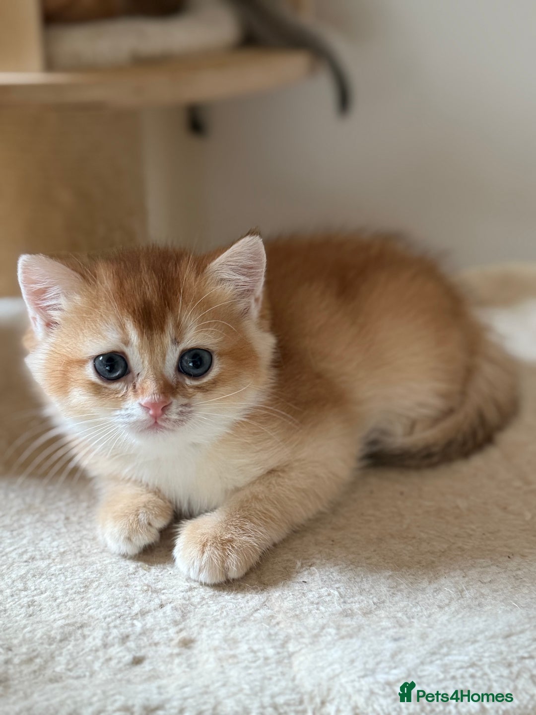 British Shorthair cats for sale: GCCF reg British Shorthair Chocolate Gold Kittens  in London - Image 19