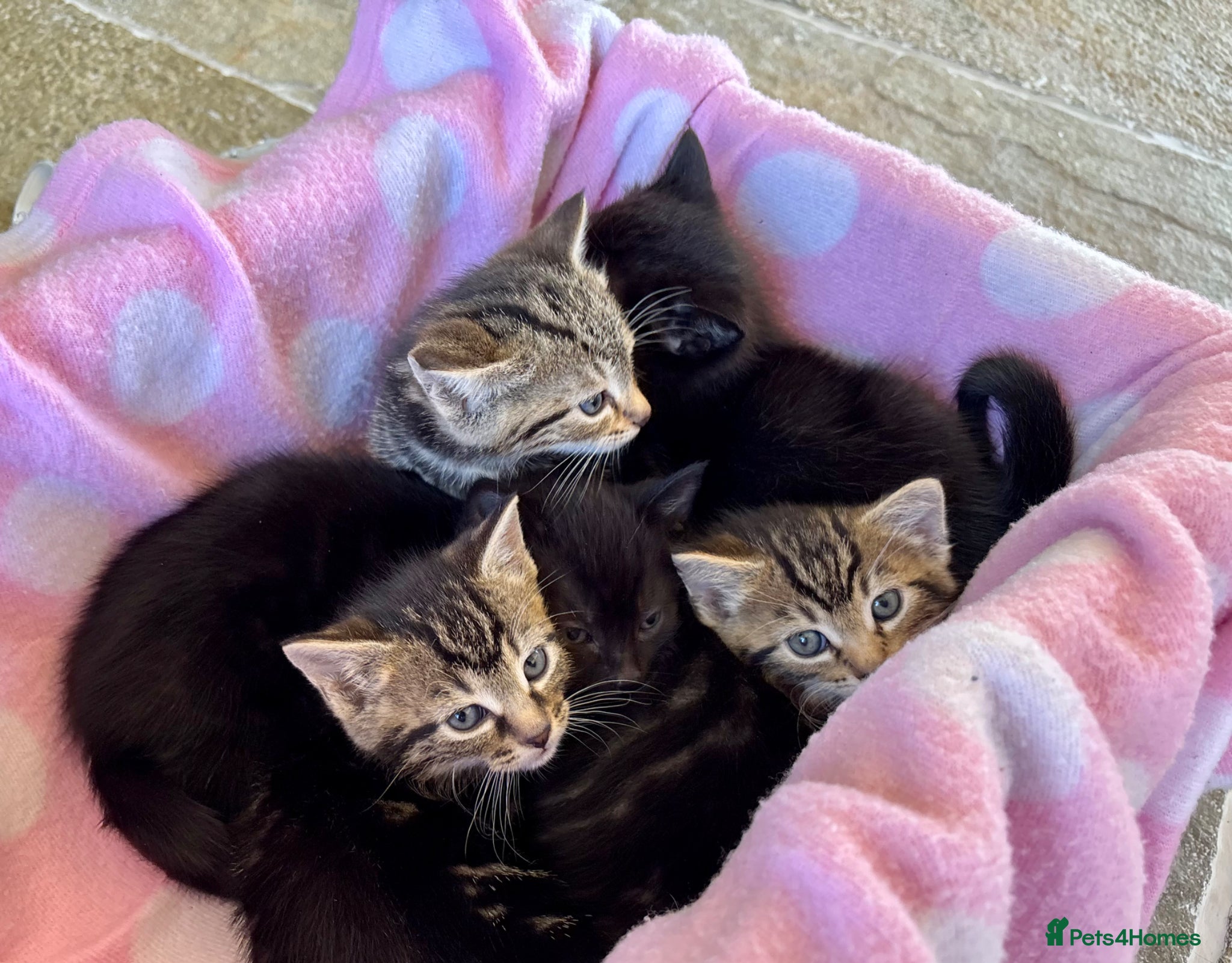 Domestic Shorthair cats 5 beautiful Kittens for sale - Advert 6