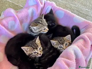Domestic Shorthair cats 5 beautiful Kittens for sale - Advert 2