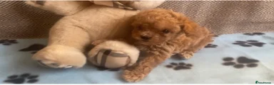 Maltipoo Puppy 3