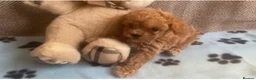 Maltipoo dogs for sale: RARE Tiny F1B Asian maltipoo puppies - Advert 14