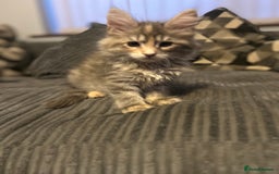 Maine Coon cats for sale: Gorgeous bundles of fluff n mischief  - Image 16
