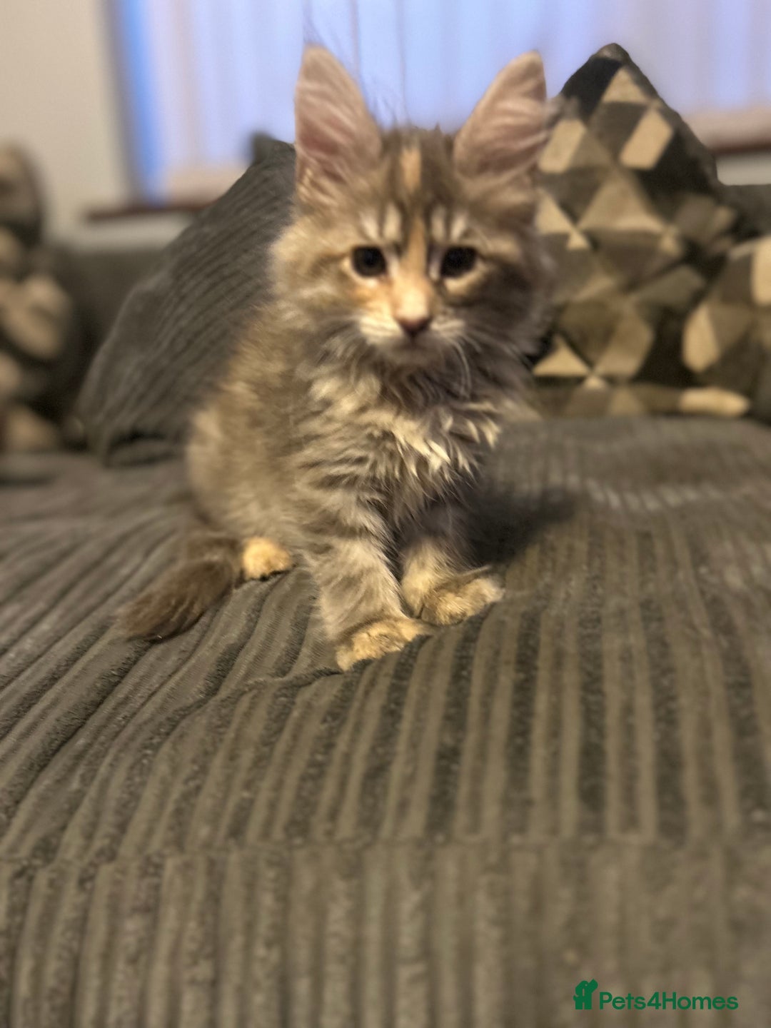 Maine Coon cats for sale: Gorgeous bundles of fluff n mischief  - Image 16