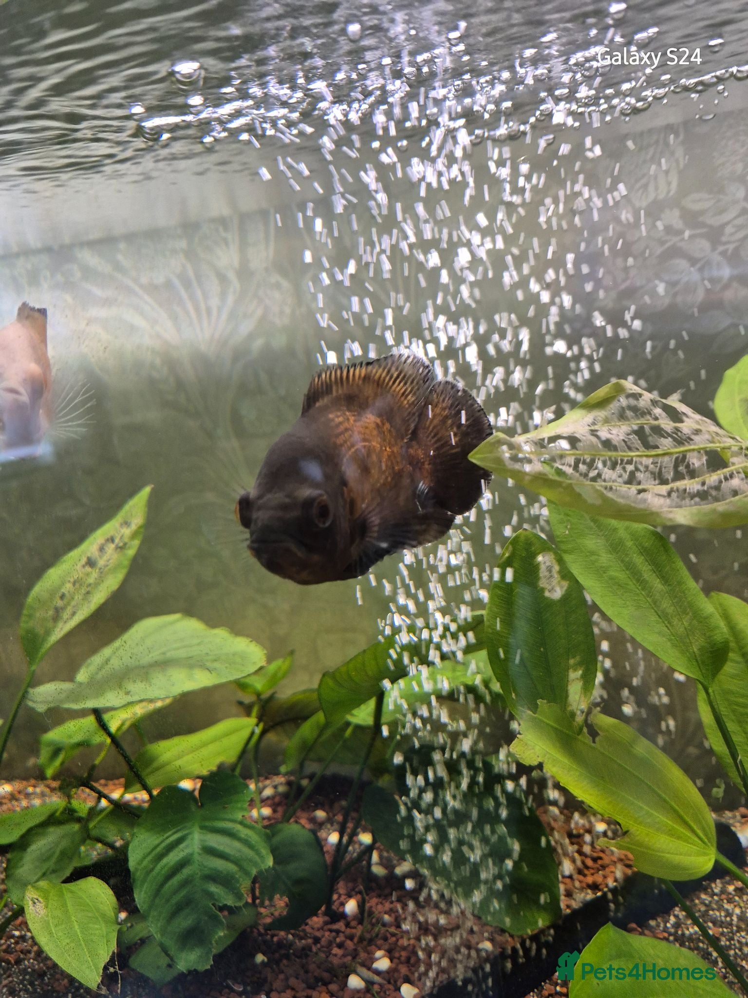 Cichlids fish 3 oscars 1 red 2 white/orange - Advert 2