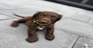 Cocker Spaniel dogs - Advert 11