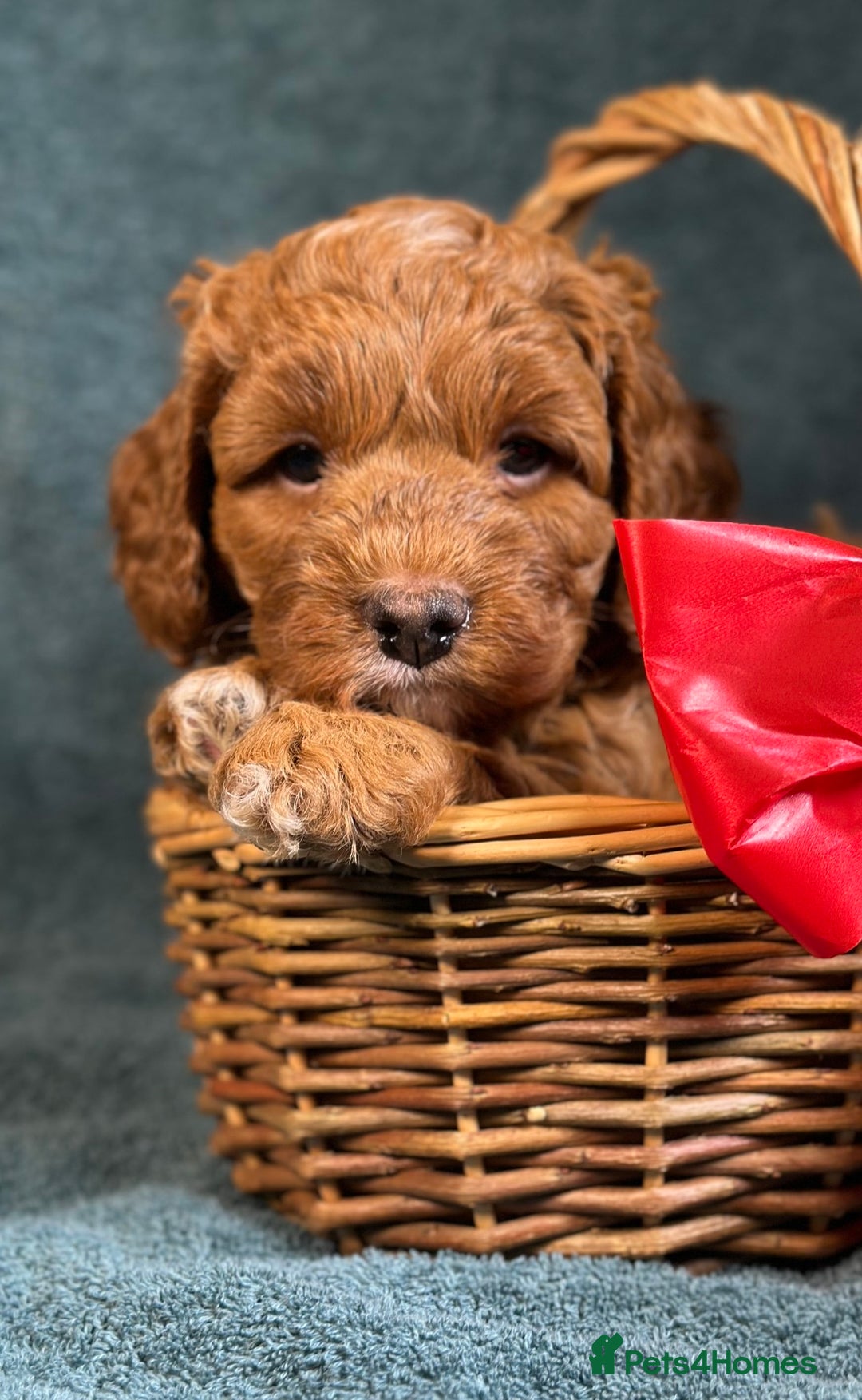 Cavapoo dogs for sale: F1B Cavapoo health tested boutique breeder - Image 9