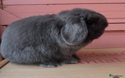 Mini Lop rabbits for sale: Waiting list open for Mini lops & lionlops - Image 3