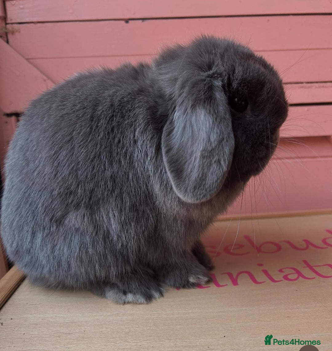 Mini Lop rabbits for sale: Waiting list open for Mini lops & lionlops - Image 3