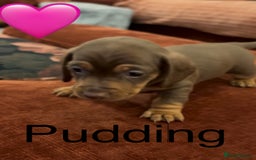 Miniature Dachshund dogs for sale: Miniature dachshund puppies  - Advert 19