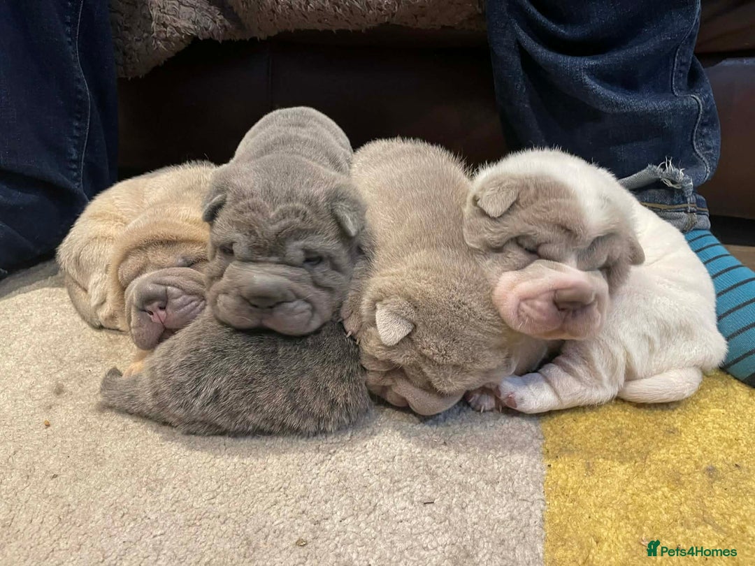 Shar Pei dogs for sale: 4 Shar pei puppies for sale - Advert 3