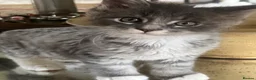 Maine Coon cats for sale: Beautiful Maine coon kittens 🐱  - Advert 4