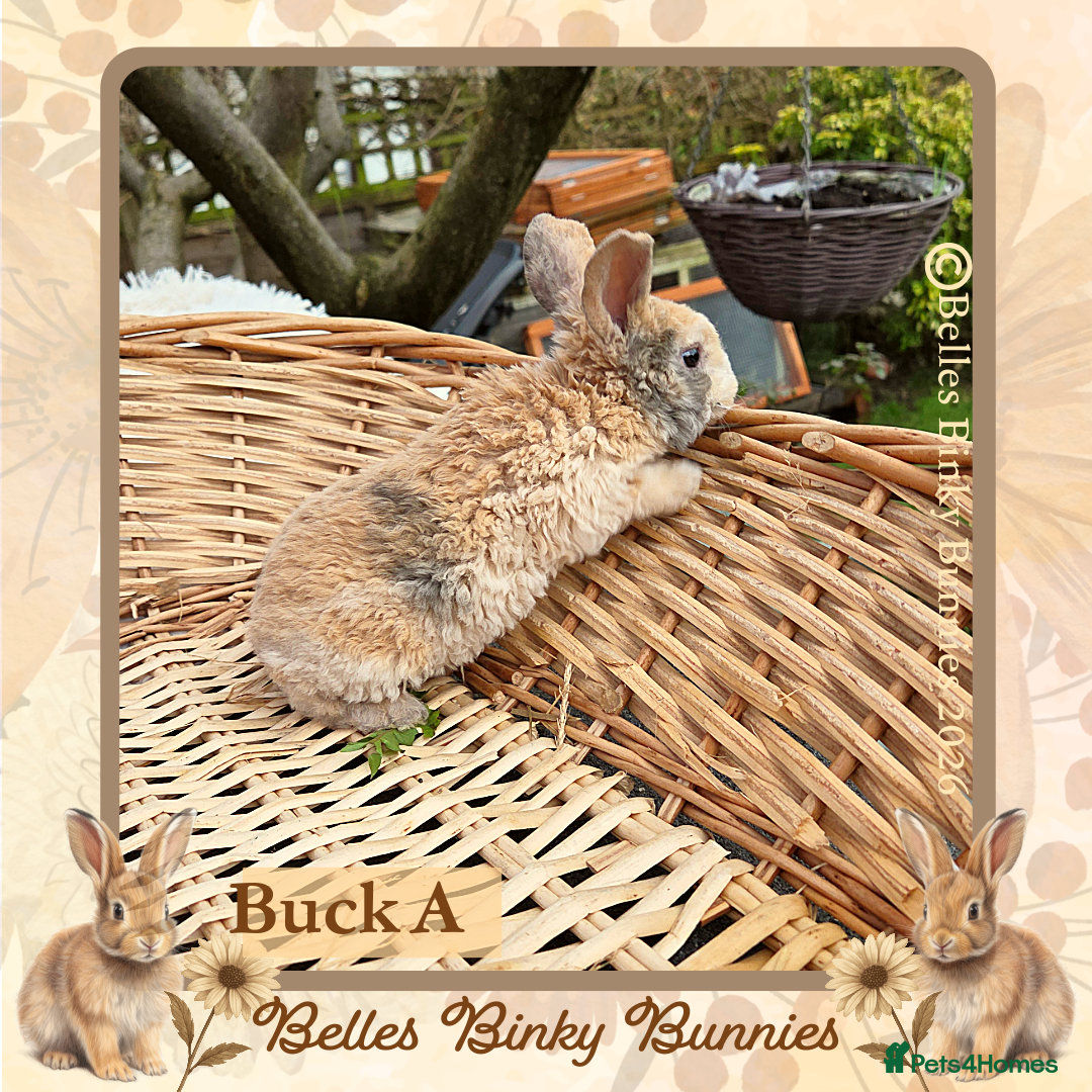 Mini Lop rabbits for sale: 🧡 Rare Stunning Plush Mini Lops 🧡 - Advert 5