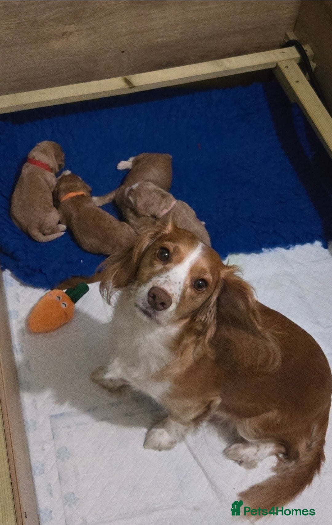 Cocker Spaniel dogs for sale: Beautiful cocker spaniel pups - Image 1