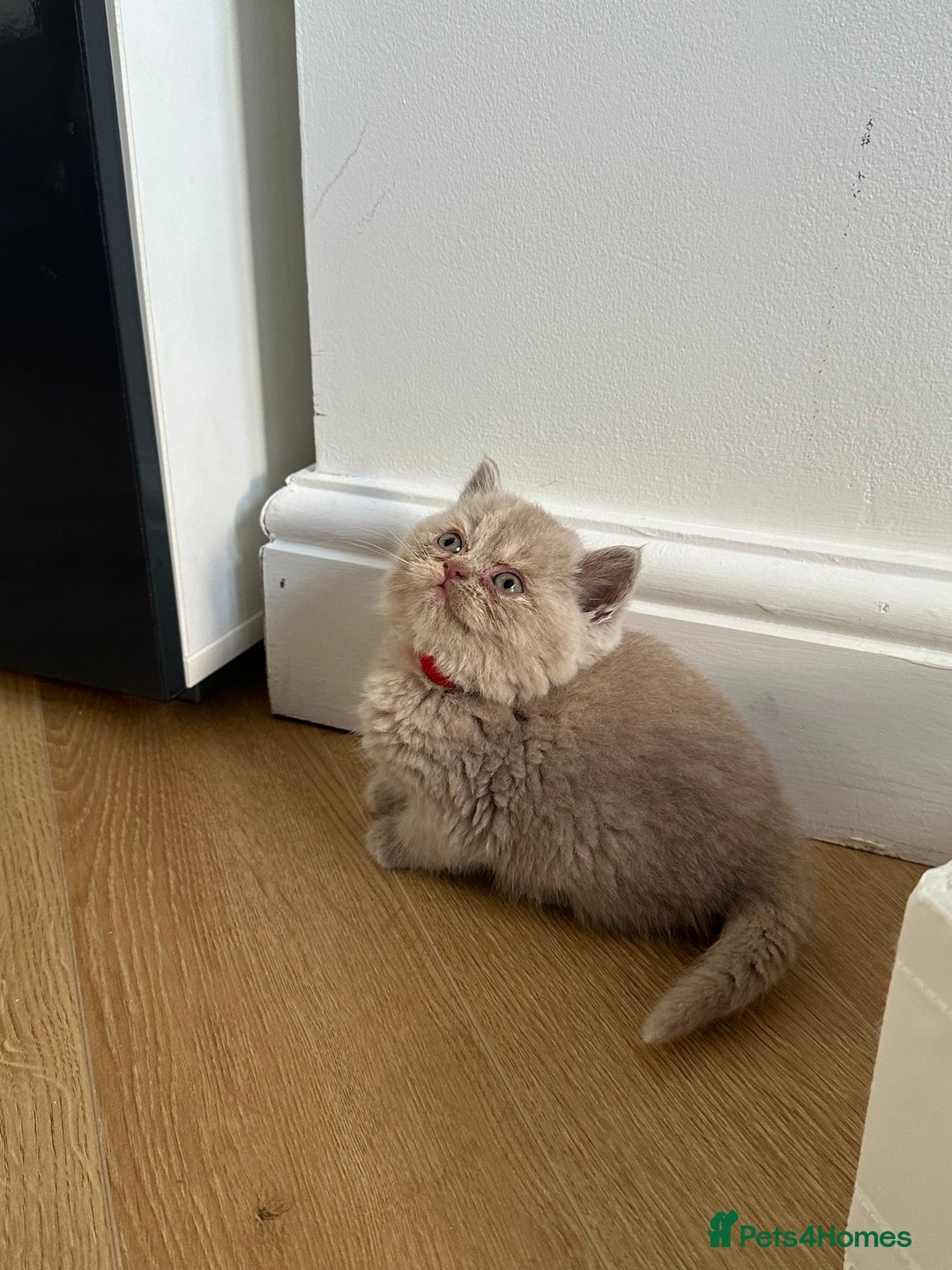 British Shorthair cats for sale: 🌈🌈😍😍Stunning Pure Pedigree Litter BSH ❤️❤️🌈🌈 - Advert 6