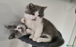 British Shorthair cats for sale: 4 PEDIGREE kittens READY TO GO! 2 LEFT - Image 40